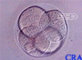 Four-Cell Embryo