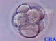 Seven-Cell Embryo