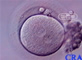 Single-Cell Embryo