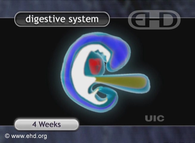Digestive Tract, 4-Week Embryo [Click for next image]