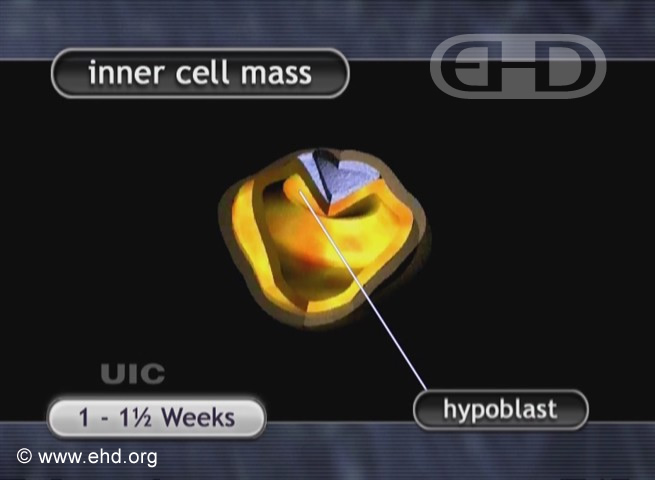 Embryo at About 11 Days