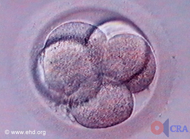 Five-Cell Embryo [Click for next image]