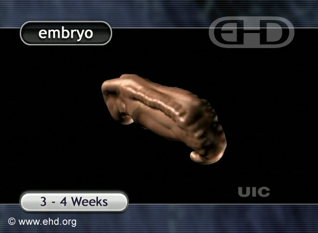 The 4-Week Embryo