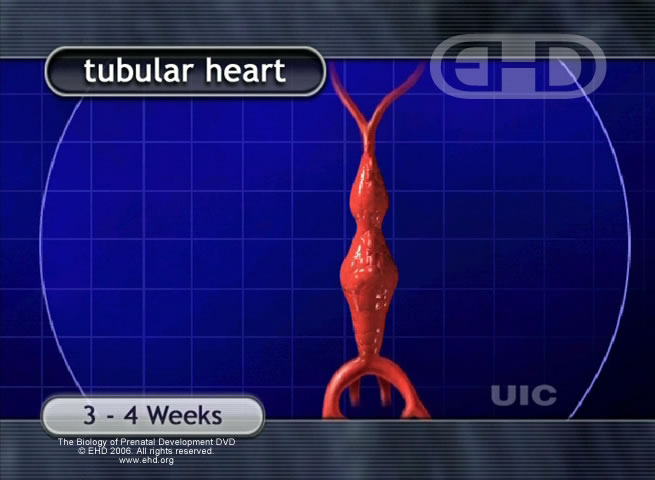 Tube-Shaped Heart