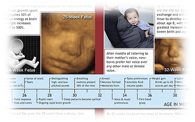 The Biology of Prenatal Development Student Study Guide